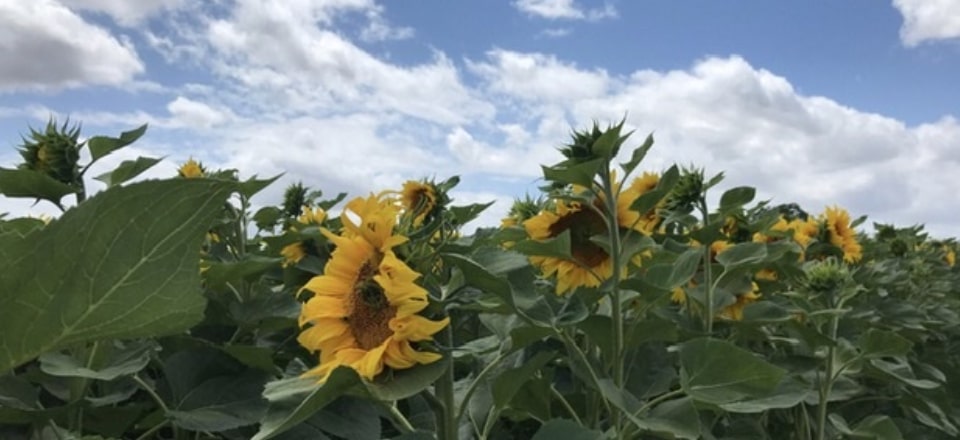 Sunflowers and more sunflowers