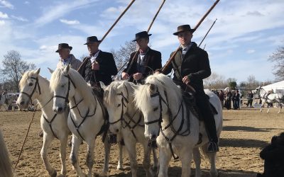 February and it’s all about the Camargue!